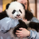 Illustration for article titled Lets Have a Panda, Says NY Congresswoman With Extremely Good Priorities